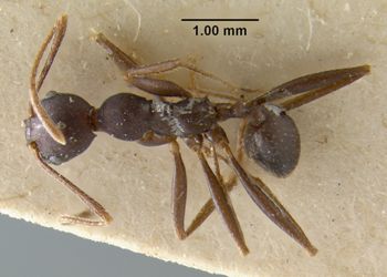 Media type: image;   Entomology 20682 Aspect: habitus dorsal view